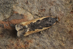 Cosmardia moritzella