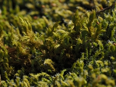 Racomitrium fasciculare