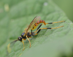 Polytribax contiguus