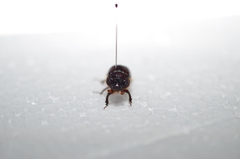 Eucanthus lazarus