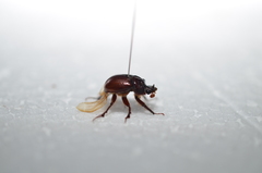 Eucanthus lazarus