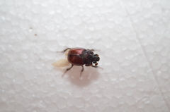 Eucanthus lazarus