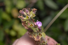 Teucrium divaricatum