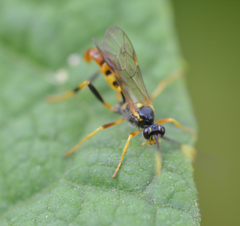 Polytribax contiguus