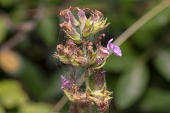 Teucrium divaricatum