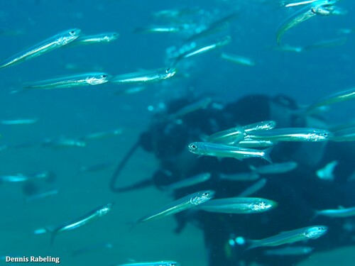European Anchovy