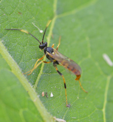 Polytribax contiguus