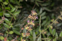Teucrium divaricatum