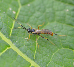 Polytribax contiguus