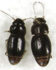 Ptinella ferruginea