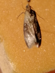 Sciota fumella