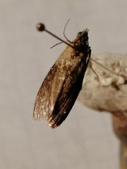 Sciota fumella