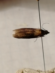 Sciota fumella