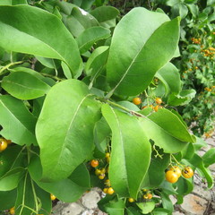 Ehretia tinifolia