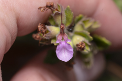 Teucrium divaricatum