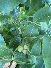 Carya