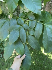 Carya