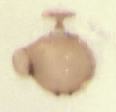 Ptinella ferruginea