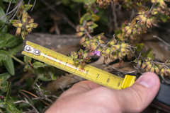 Teucrium divaricatum