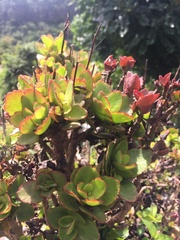 Kalanchoe fedtschenkoi