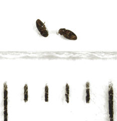 Ptinella ferruginea