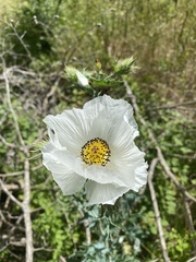 Argemone albiflora texana