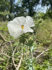 Argemone albiflora texana