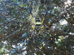 Trichonephila senegalensis