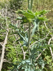 Argemone albiflora texana
