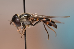 Melangyna lasiophthalma