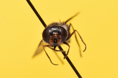 Melangyna lasiophthalma