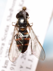 Melangyna lasiophthalma
