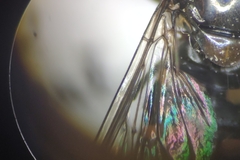Melangyna lasiophthalma