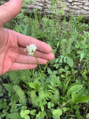 Valeriana dioica sylvatica