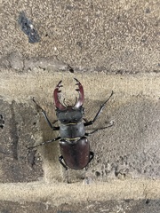 Lucanus cervus