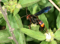 Poecilopompilus algidus