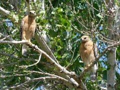 Buteo lineatus