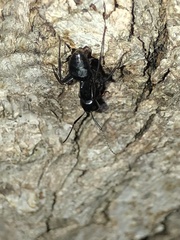 Camponotus laevigatus