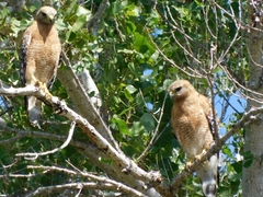 Buteo lineatus