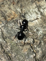 Camponotus laevigatus