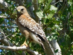 Buteo lineatus