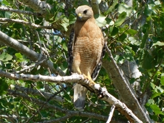 Buteo lineatus