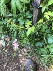 Magnoliopsida