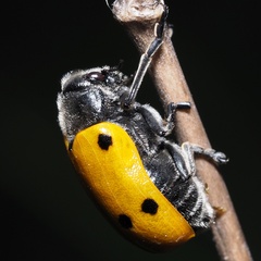 Lachnaia sexpunctata