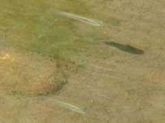 Gambusia affinis
