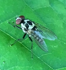Anthomyia