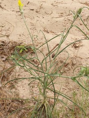 Tragopogon ucrainicus