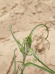 Tragopogon ucrainicus