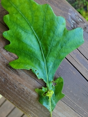 Andricus foliaformis