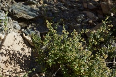 Galium multiflorum